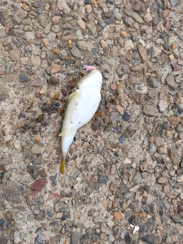クサフグの釣果