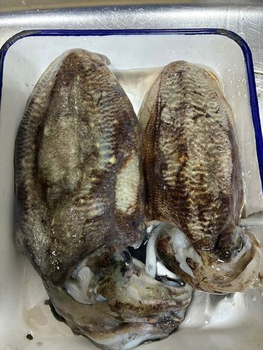 カマスの釣果