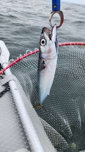 サバの釣果