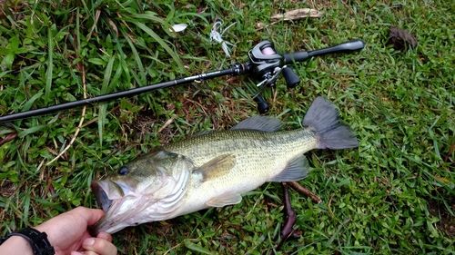 ブラックバスの釣果