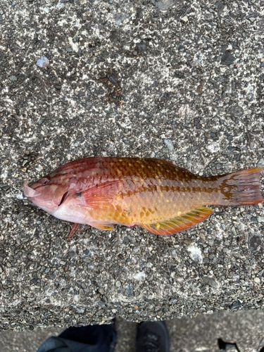 ベラの釣果