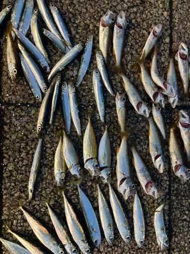 ムツの釣果