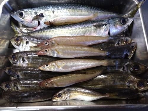 キスの釣果