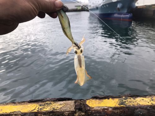 イカの釣果