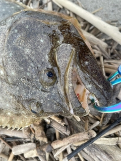 ヒラメの釣果