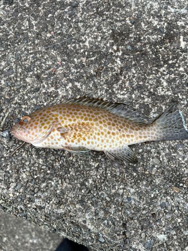 オオモンハタの釣果