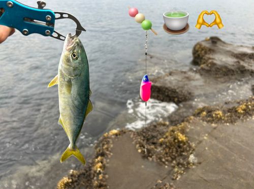 ワカシの釣果