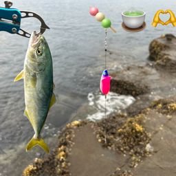 ワカシ