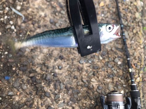 サバの釣果