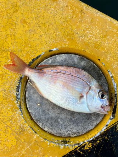 タイの釣果