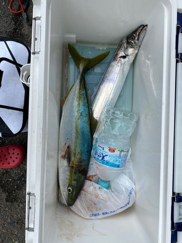 イナダの釣果