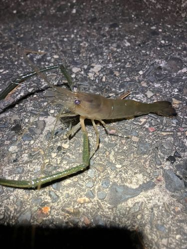 テナガエビの釣果