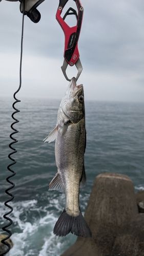 スズキの釣果