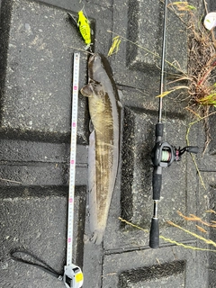 ナマズの釣果