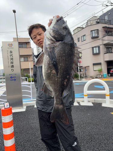 クロダイの釣果