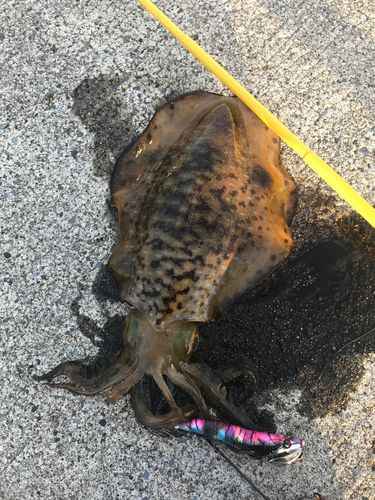 アオリイカの釣果