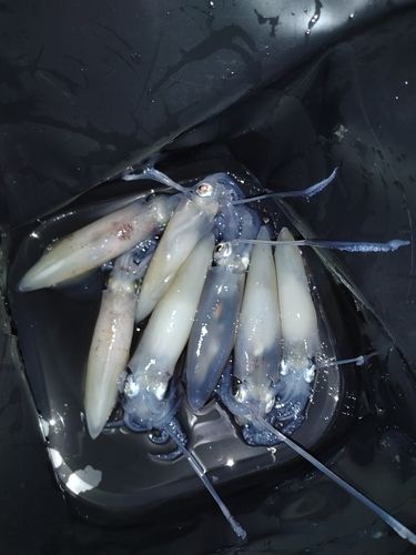 マメイカの釣果