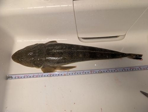 マゴチの釣果