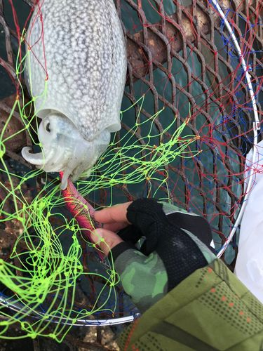 シリヤケイカの釣果