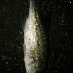 ブラックバス