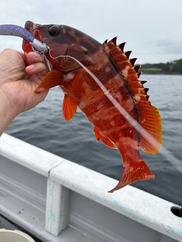 アカハタの釣果