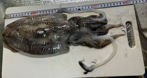 コウイカ