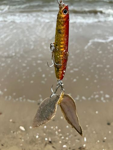 シタビラメの釣果