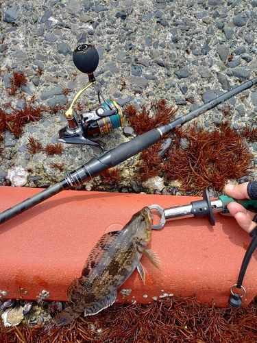 アイナメの釣果