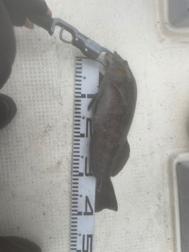 アイナメの釣果