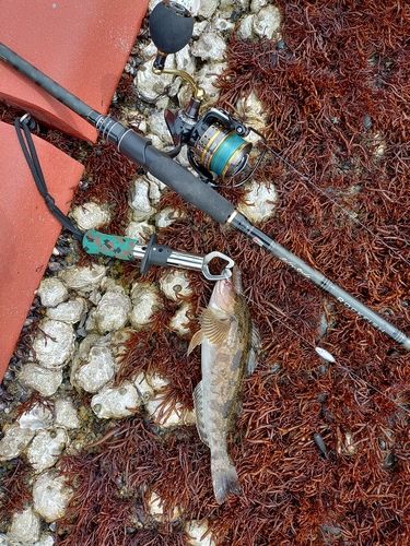 アイナメの釣果