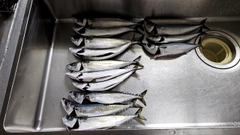 サバの釣果