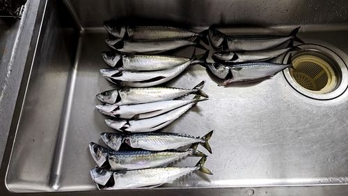 サバの釣果