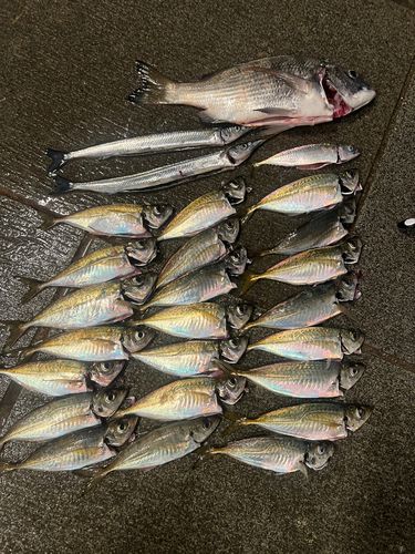 アジの釣果