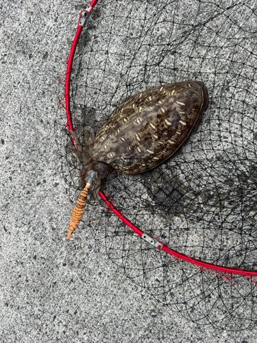 モンゴウイカの釣果