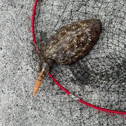 モンゴウイカ
