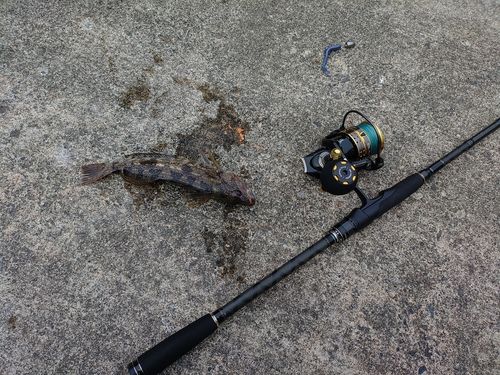 アイナメの釣果