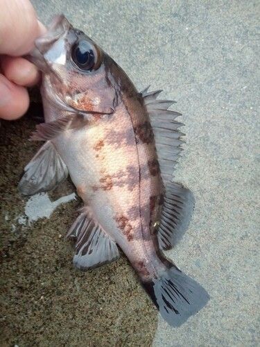 メバルの釣果