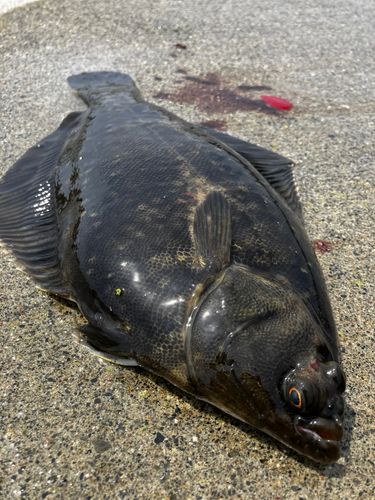 クロガレイの釣果