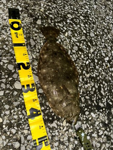 ヒラメの釣果
