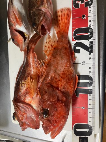 カサゴの釣果