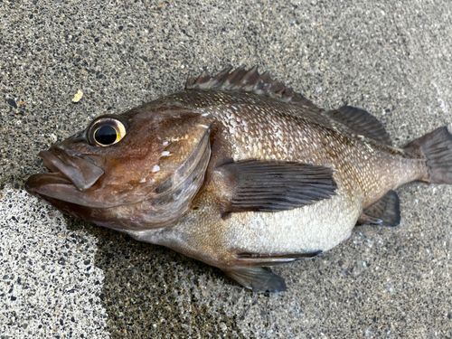 エゾメバルの釣果