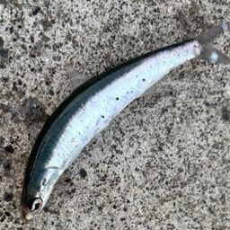 カタクチイワシ