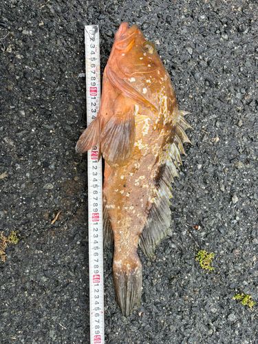 アコウの釣果