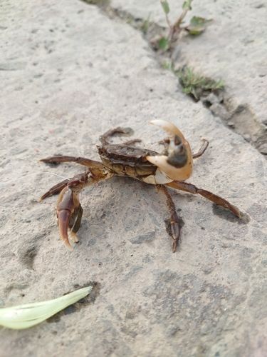 カニの釣果