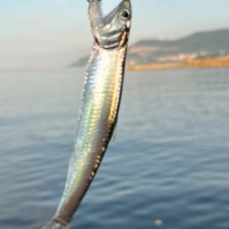カタクチイワシ