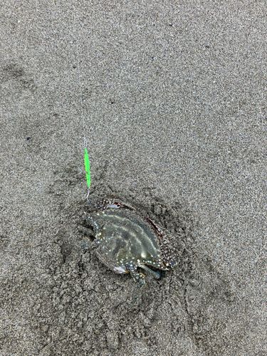カニの釣果