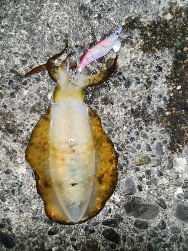アオリイカの釣果