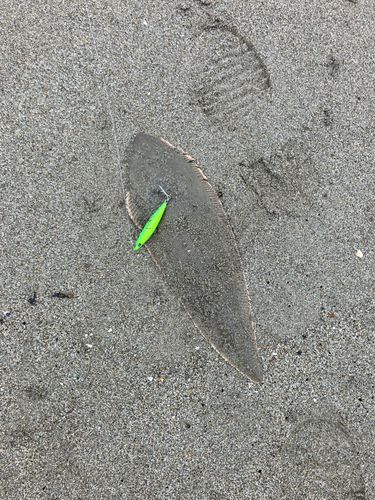 シタビラメの釣果