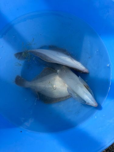 カレイの釣果
