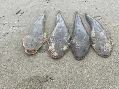 マゴチの釣果